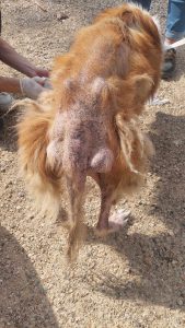maltraitance animal