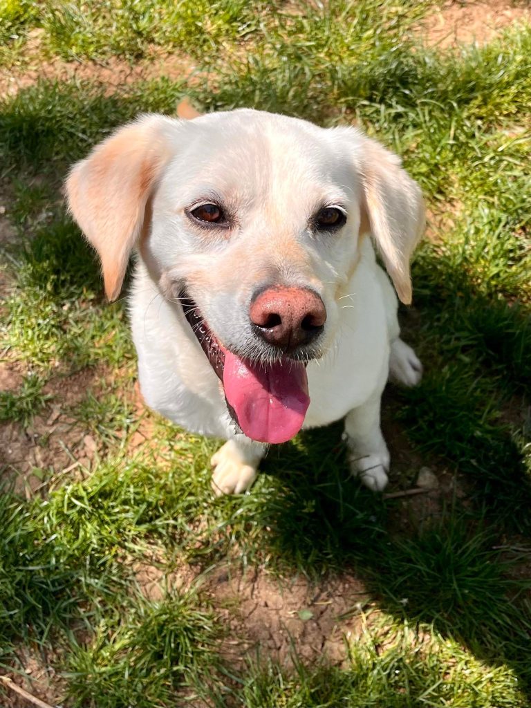 chien à adopter à Poitiers