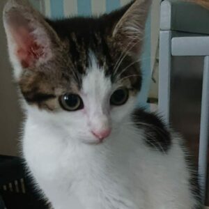 JOEL