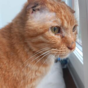 TAIGO