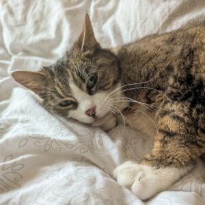 TETI