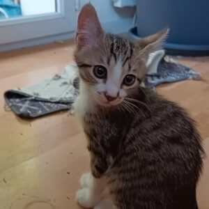 DORA