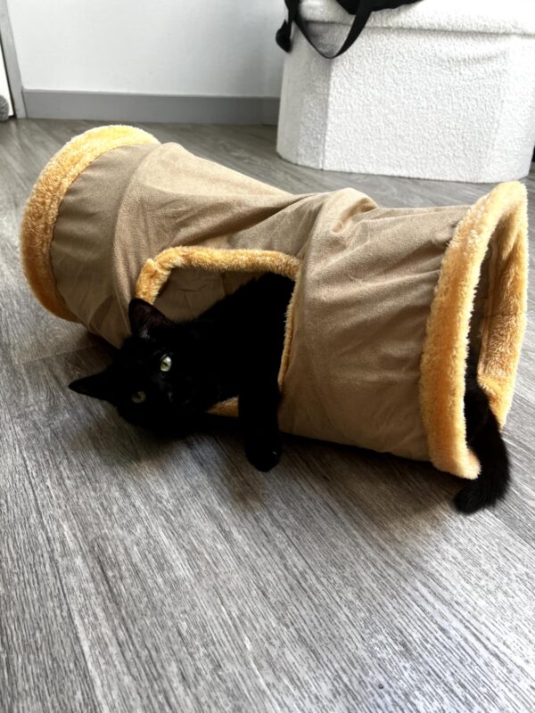 BELLA