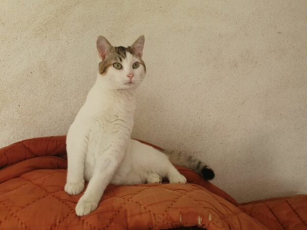 LOULOU