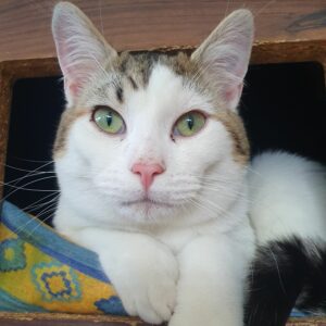 LOULOU