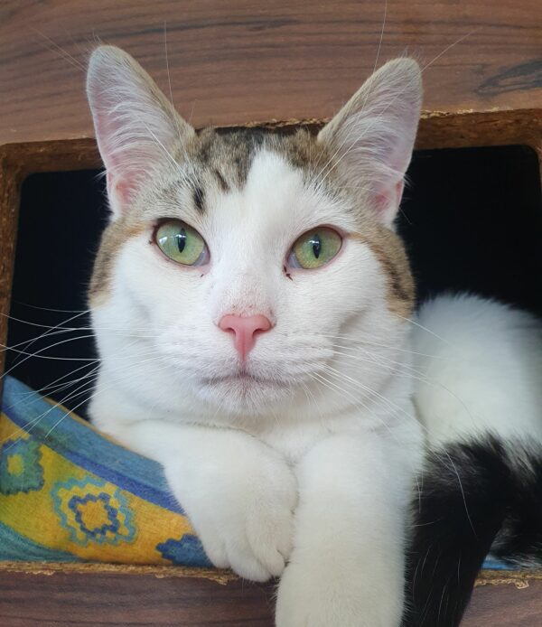LOULOU