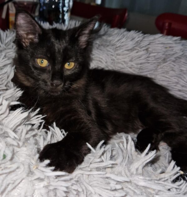 REGLISSE
