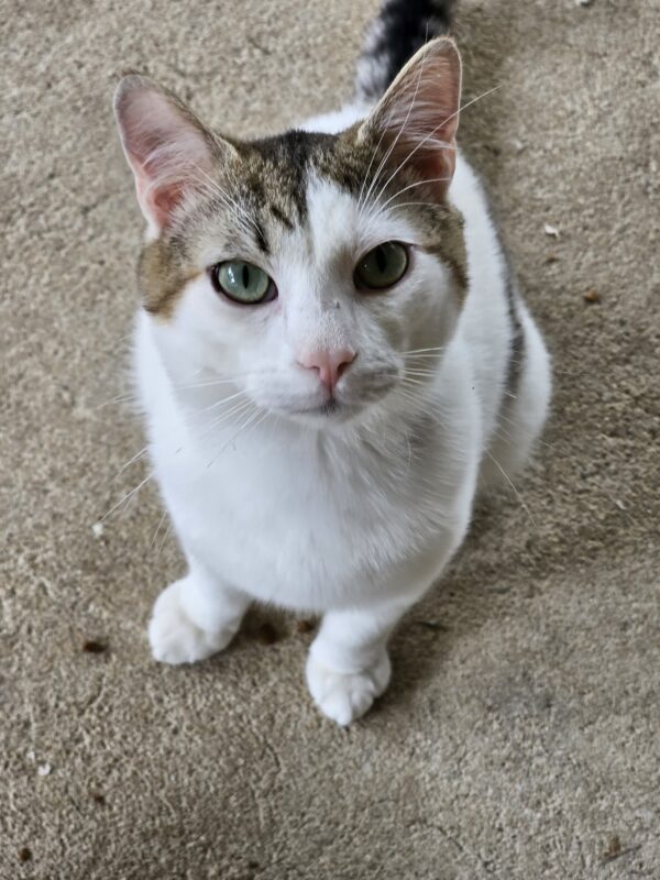LOULOU