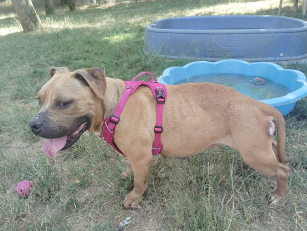PALOMA