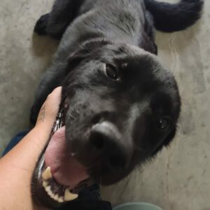 BRODY