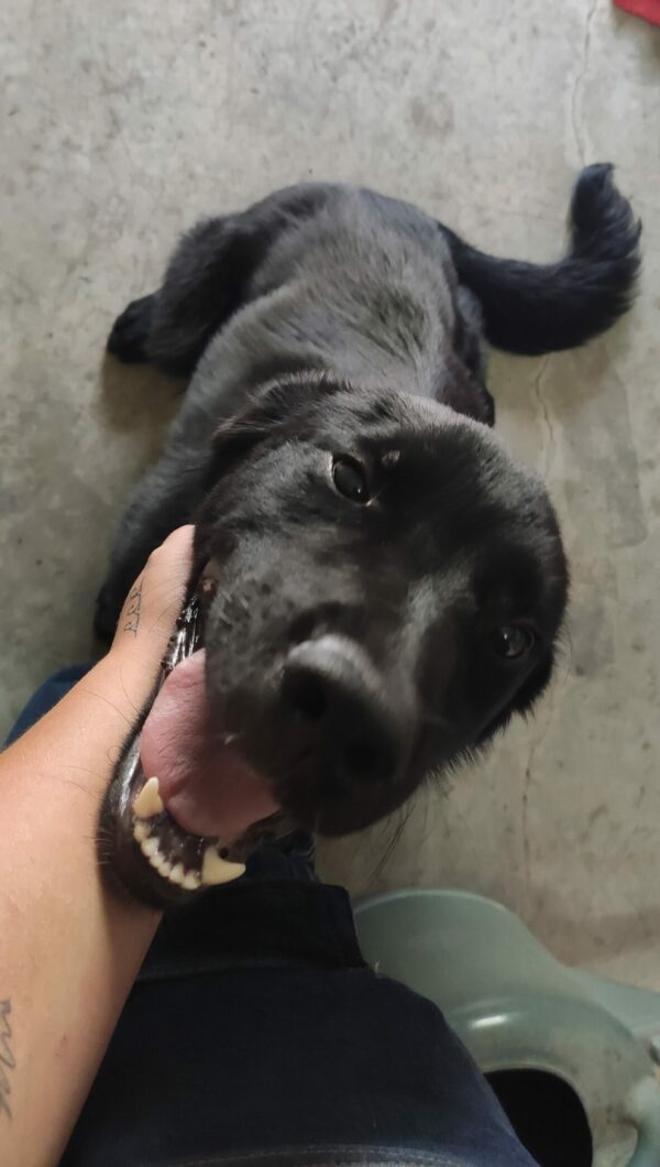 BRODY