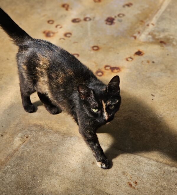 GAIA