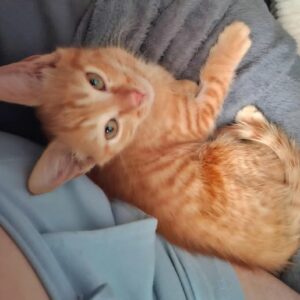 MARCO