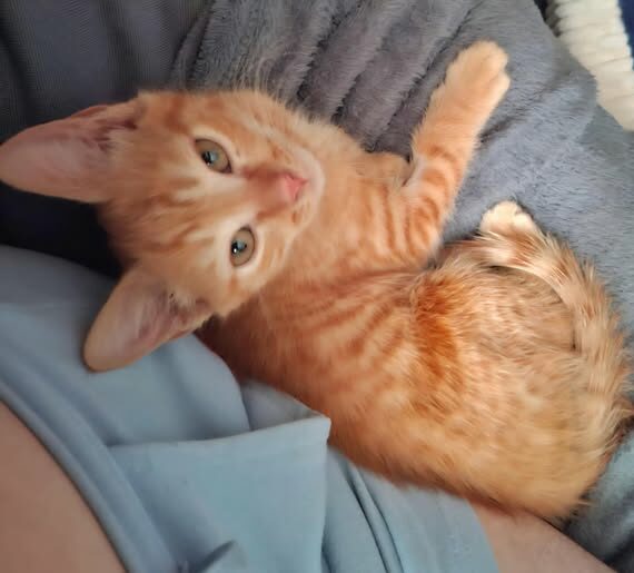 MARCO
