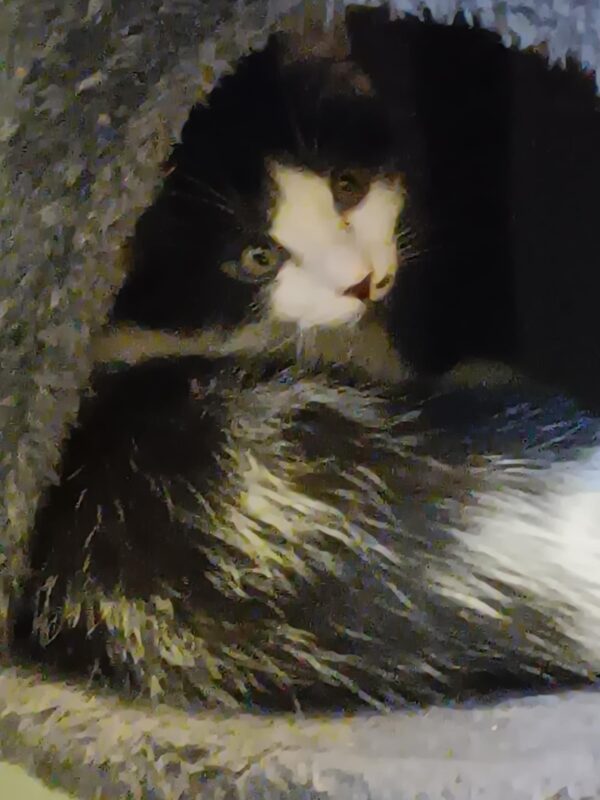 ALASTOR