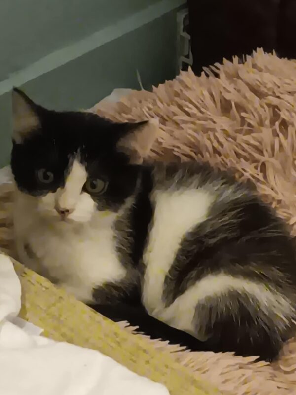 ALASTOR
