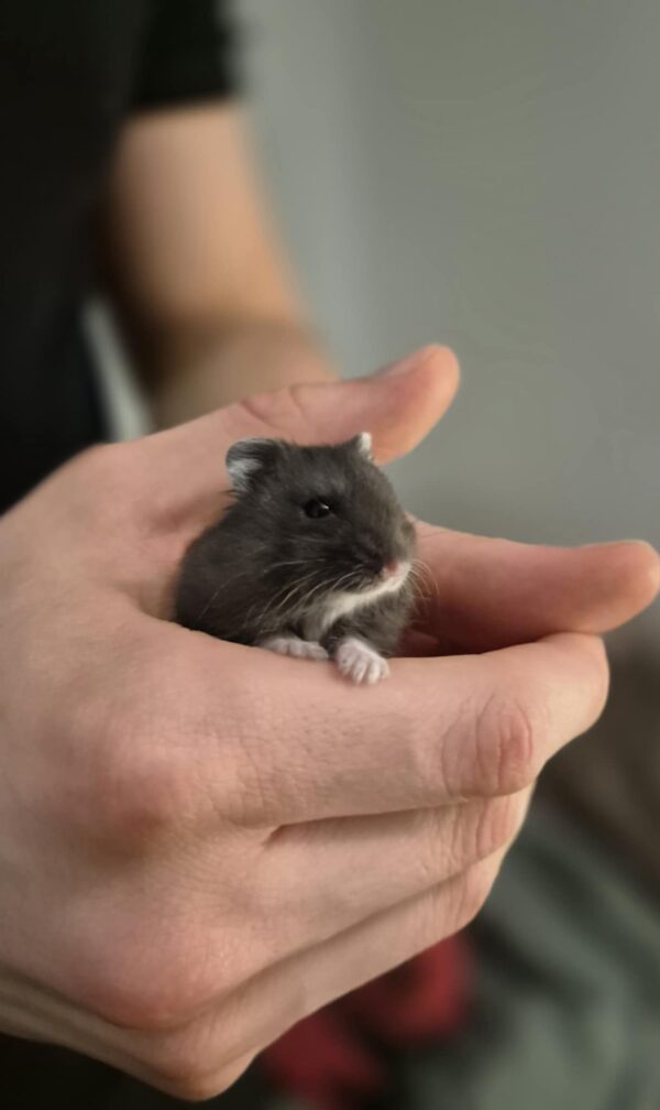 HAMSTERS