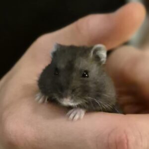 HAMSTERS