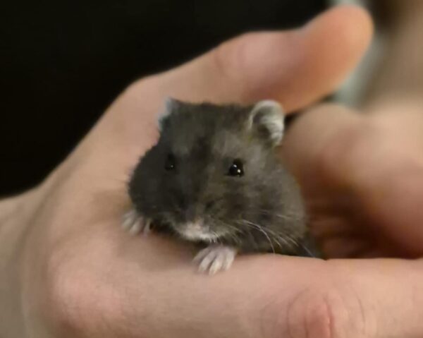 HAMSTERS