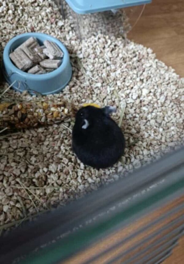 HAMSTERS
