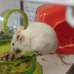Souris