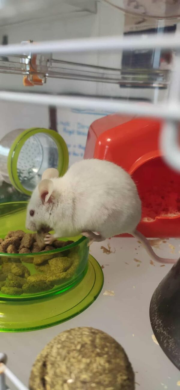 Souris