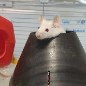 Souris