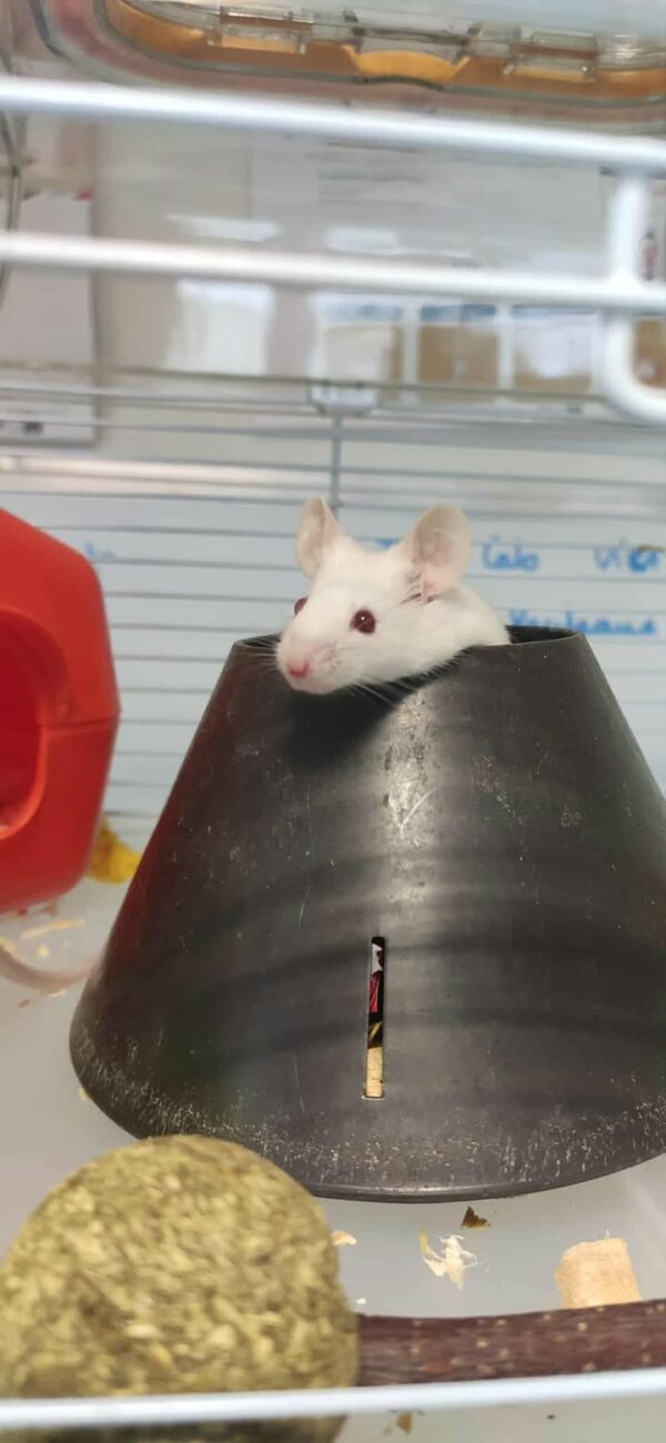Souris