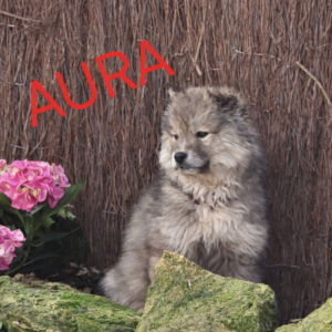 AURA