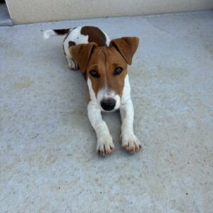 TIBISCUIT DIT ASKOT TIBISCUIT DIT ASKOT