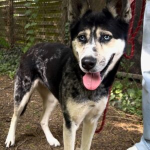 LAIKA
