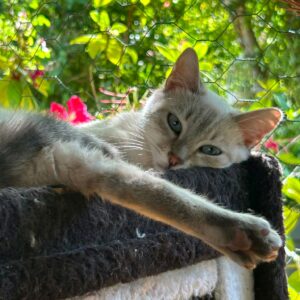NOUGATI
