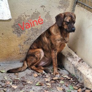 VAÏNE