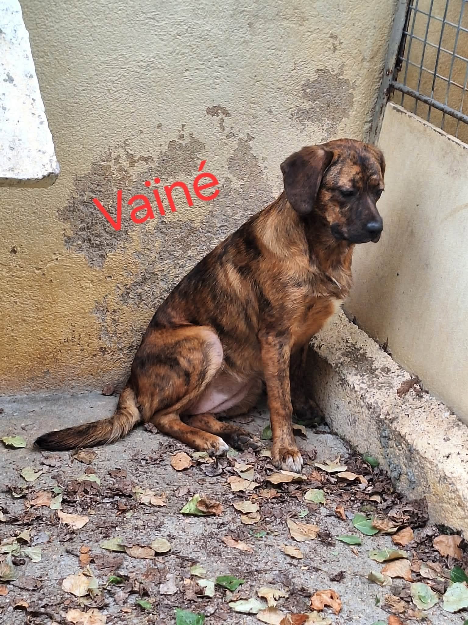 VAÏNE