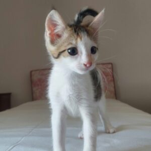 BIANCA