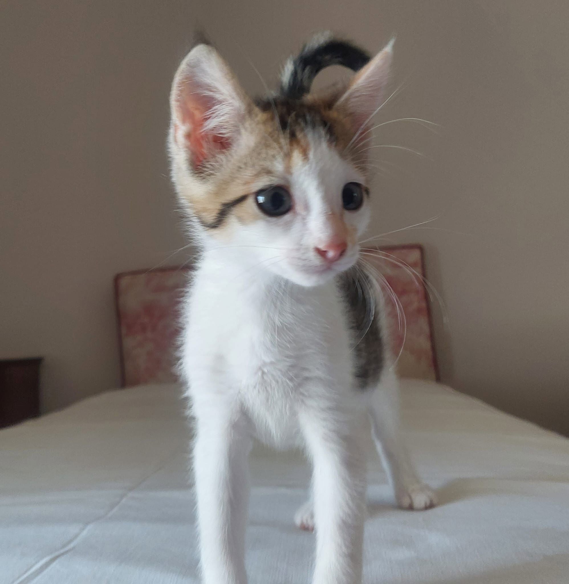 BIANCA