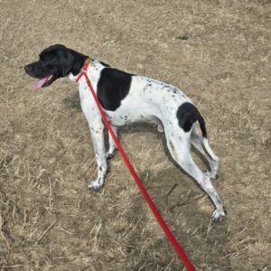 OOPER (URGENT Ooper cherche FA)