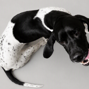 OOPER OOPER