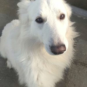 FLOCON FLOCON