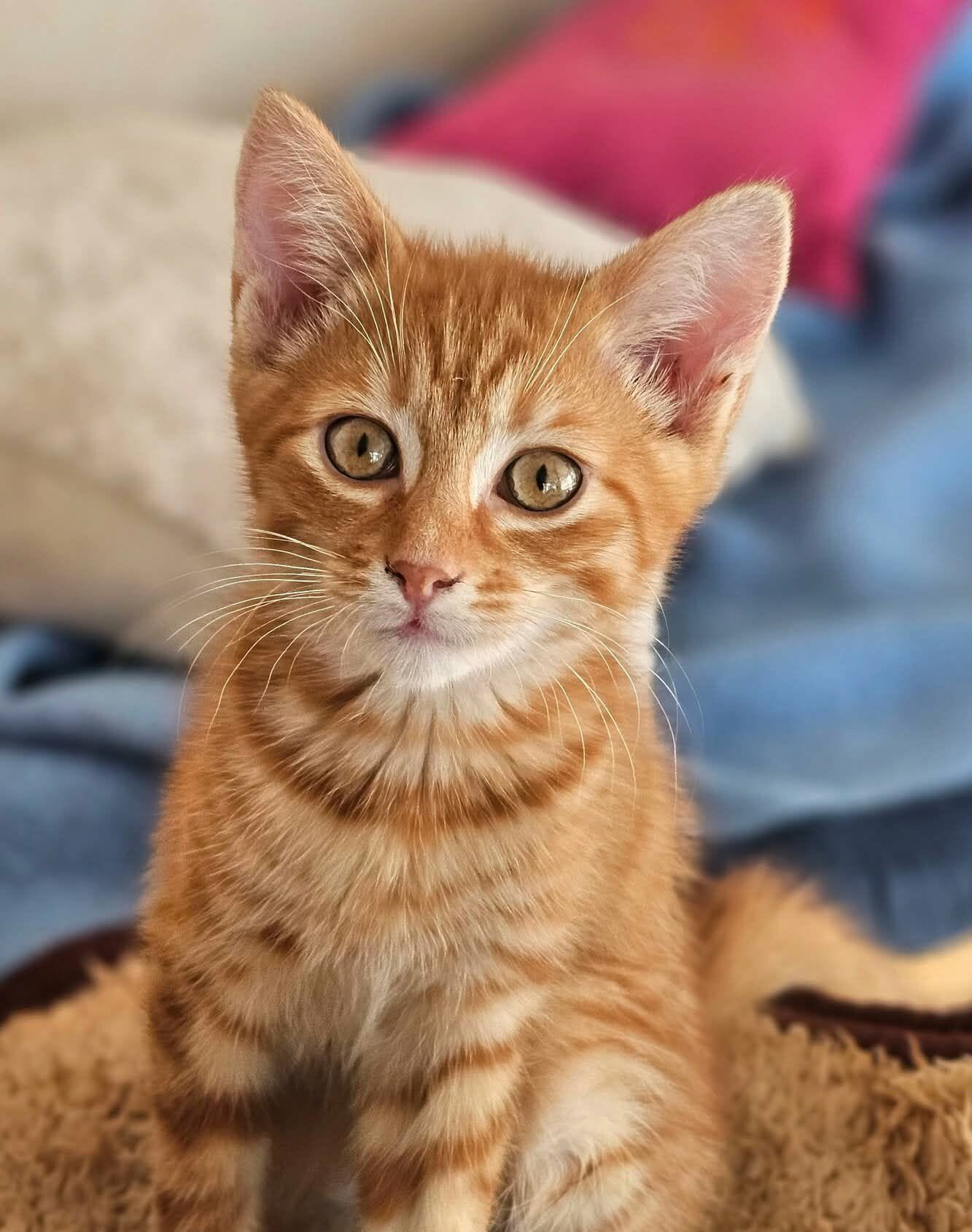 SAM