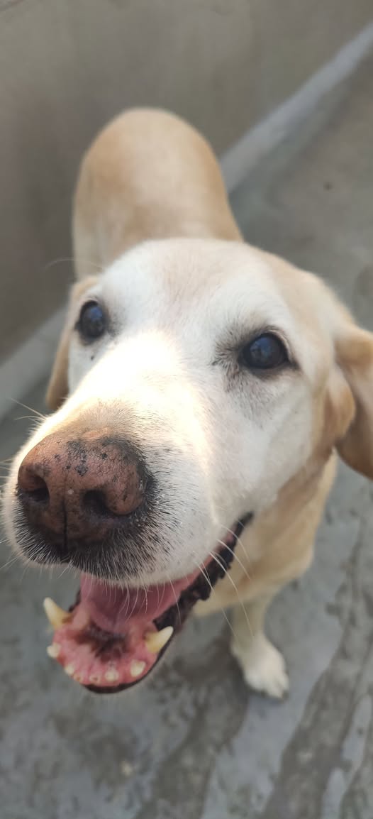 BELLA (URGENT cherche FA)