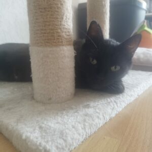 ZEPHIRA ZEPHIRA