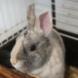 LAPIN