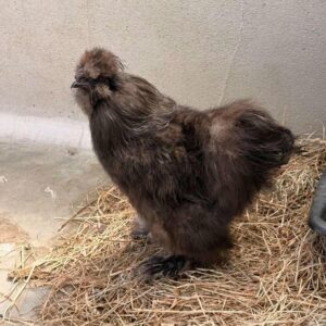 Coq