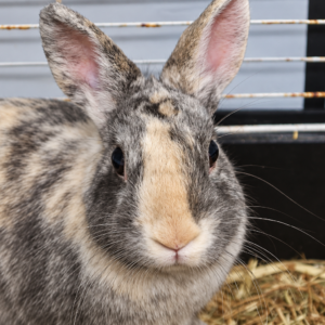 LAPIN